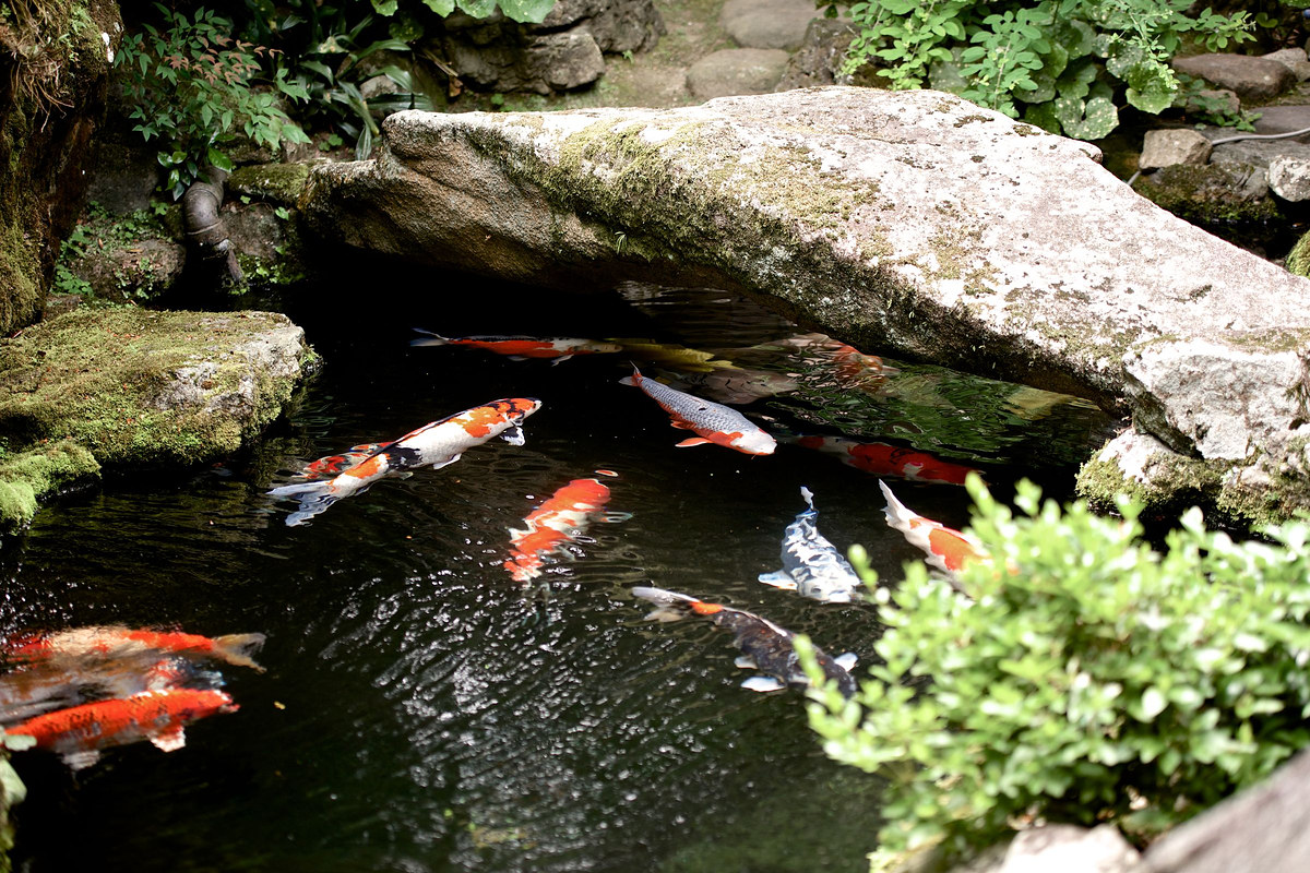 Pond