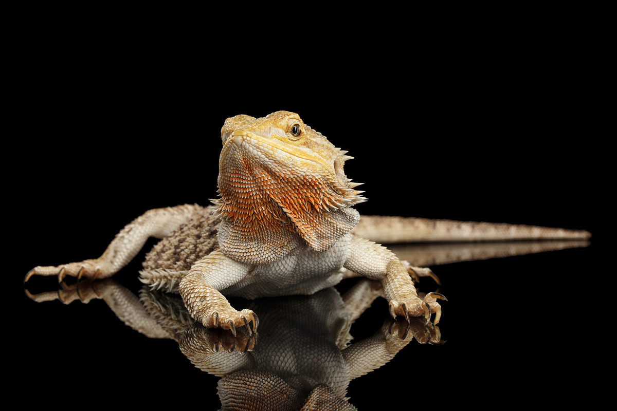 Reptile wellbeing — Australian-made reptile care
