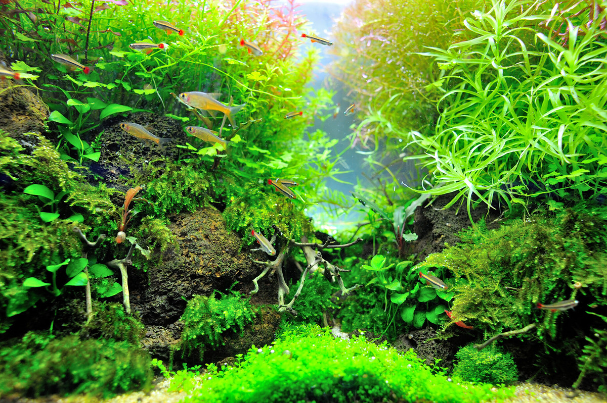 Aquarium and pond care — freshwater planted tank