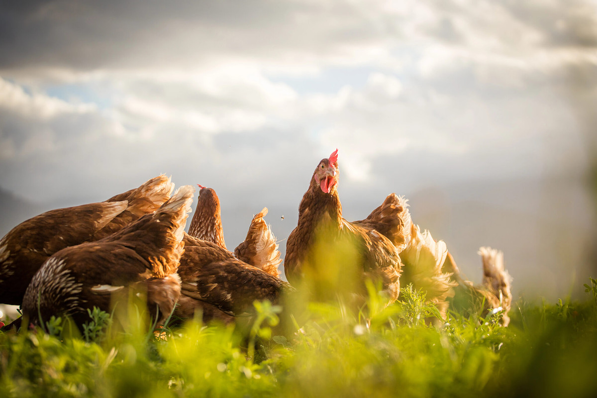 Poultry wellness — backyard hens