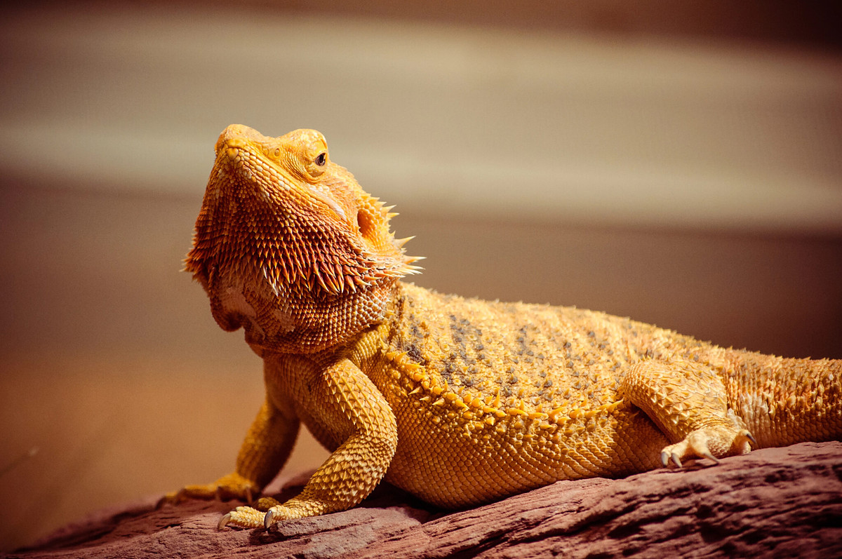 Reptile and amphibian nutrition — bearded dragon